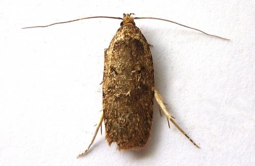 Réf. 292 794 : Agonopterix sp.